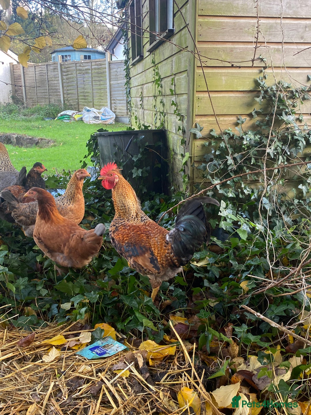 Chickens poultry for sale: Young Rooster seeking home -Devon - Advert 1