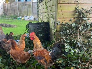 Chickens poultry Young Rooster seeking home -Devon - Advert 3