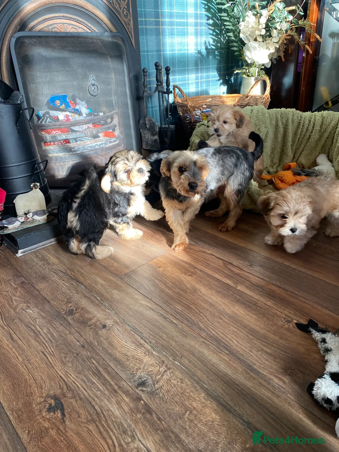 Morkie dogs for sale: Morkie puppies  - Advert 19