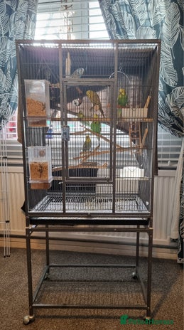 Budgerigars birds - Advert 1