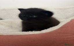Ragdoll cats for sale: Ragdoll kittens £600-£1,000 - Image 23