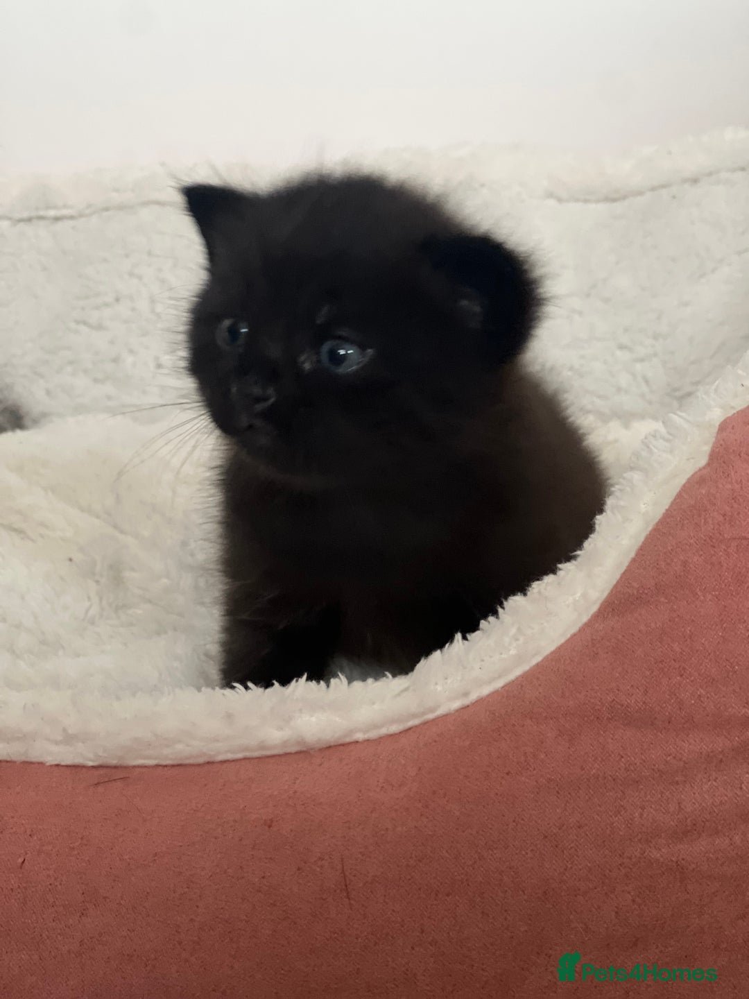Ragdoll cats for sale: Ragdoll kittens £600-£1,000 - Image 23