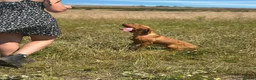 Hungarian Vizsla dogs for sale: 10month old girls for pet homes - Advert 11