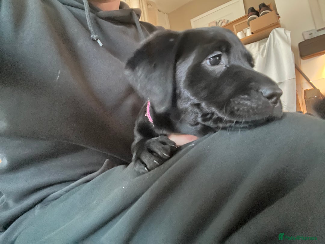 Labrador Retriever dogs for sale: Pedigree Labrador parents have 3 charming pups - Advert 4