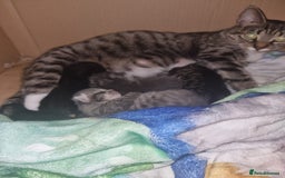 Mixed Breed cats for sale: Beautiful kittens for sale last 2 - Image 3
