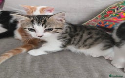 Mixed Breed cats for sale: 3 beautiful playful kittens ready for rehome - Image 17