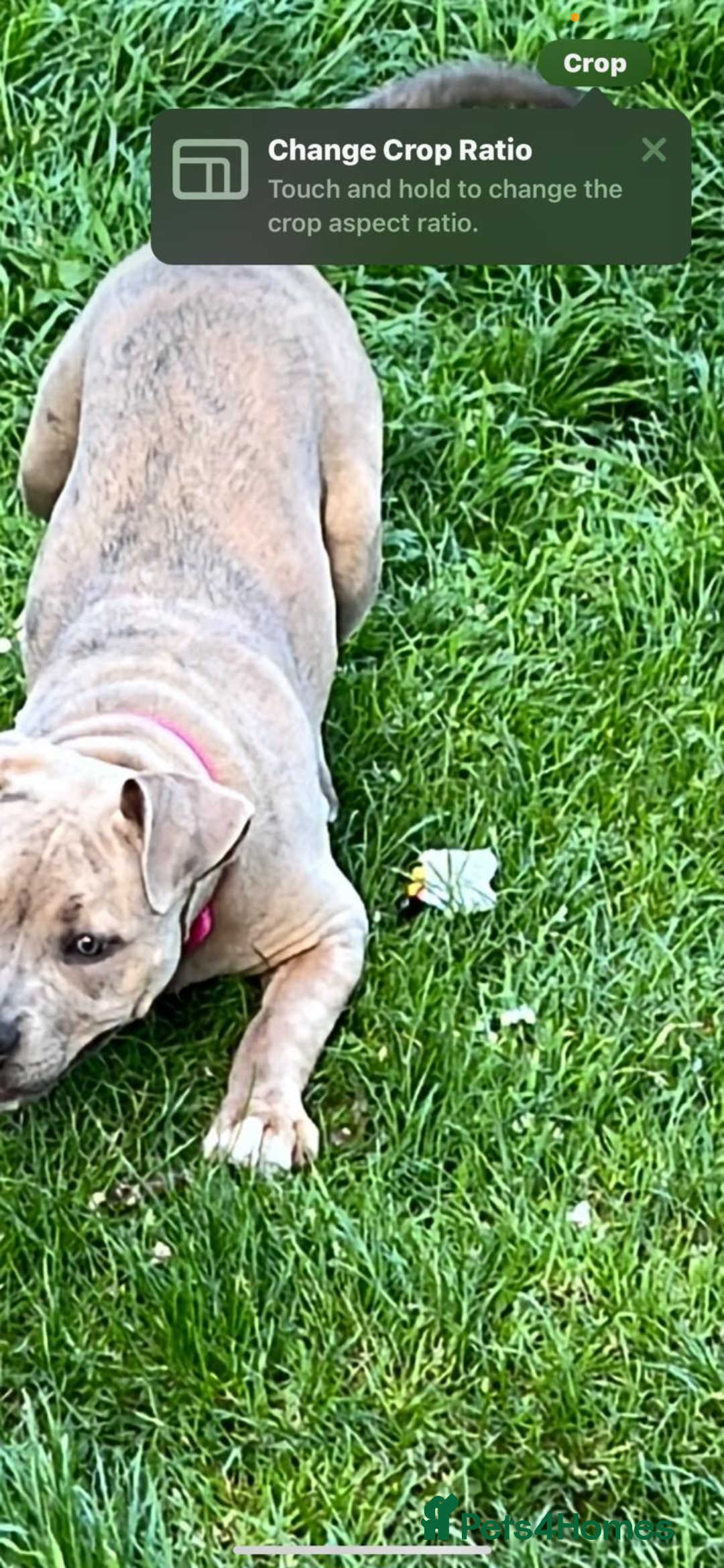 American Bully dogs for sale: American pocket bully female  - Image 9