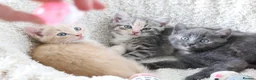 Siberian cats for sale: Beautiful Siberian Kittens-3 Boys-Hypoallergenic - Advert 3