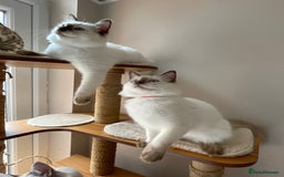 Ragdoll cats for sale: Ragdoll kittens from Moonliteyecats  - Image 34