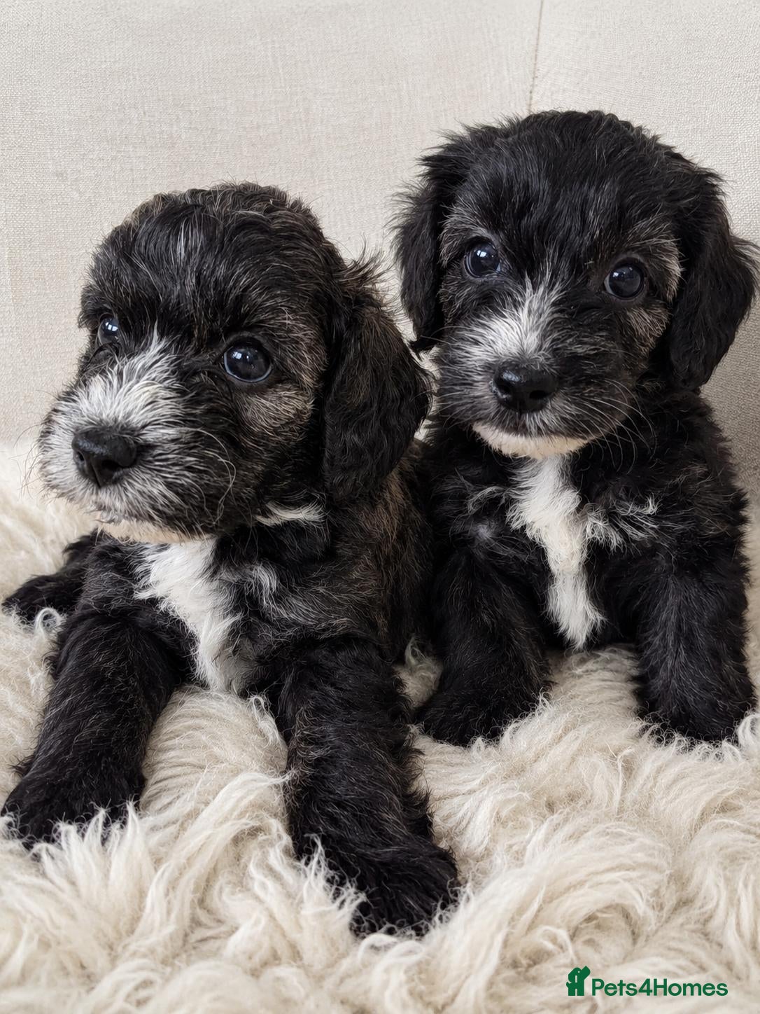 Yorkiepoo dogs 2 Curly-Coated puppies left ,Yorkiepoo Black&Cream - Advert 3