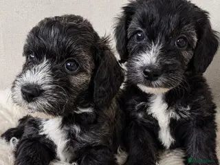 Yorkiepoo dogs 2 Curly-Coated puppies left ,Yorkiepoo Black&Cream - Advert 3