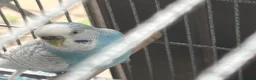Budgerigars birds for sale: Pair of male/female budgies app 12 mths old - Advert 5