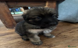 Mixed Breed dogs for sale: Beautiful Inca & handsome Nanuq PUPDATE x4 - Image 29
