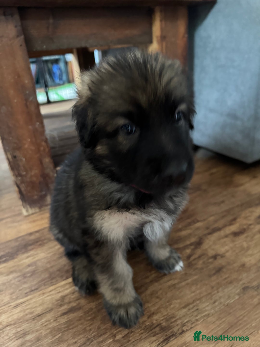 Mixed Breed dogs for sale: Beautiful Inca & handsome Nanuq PUPDATE x4 - Image 29