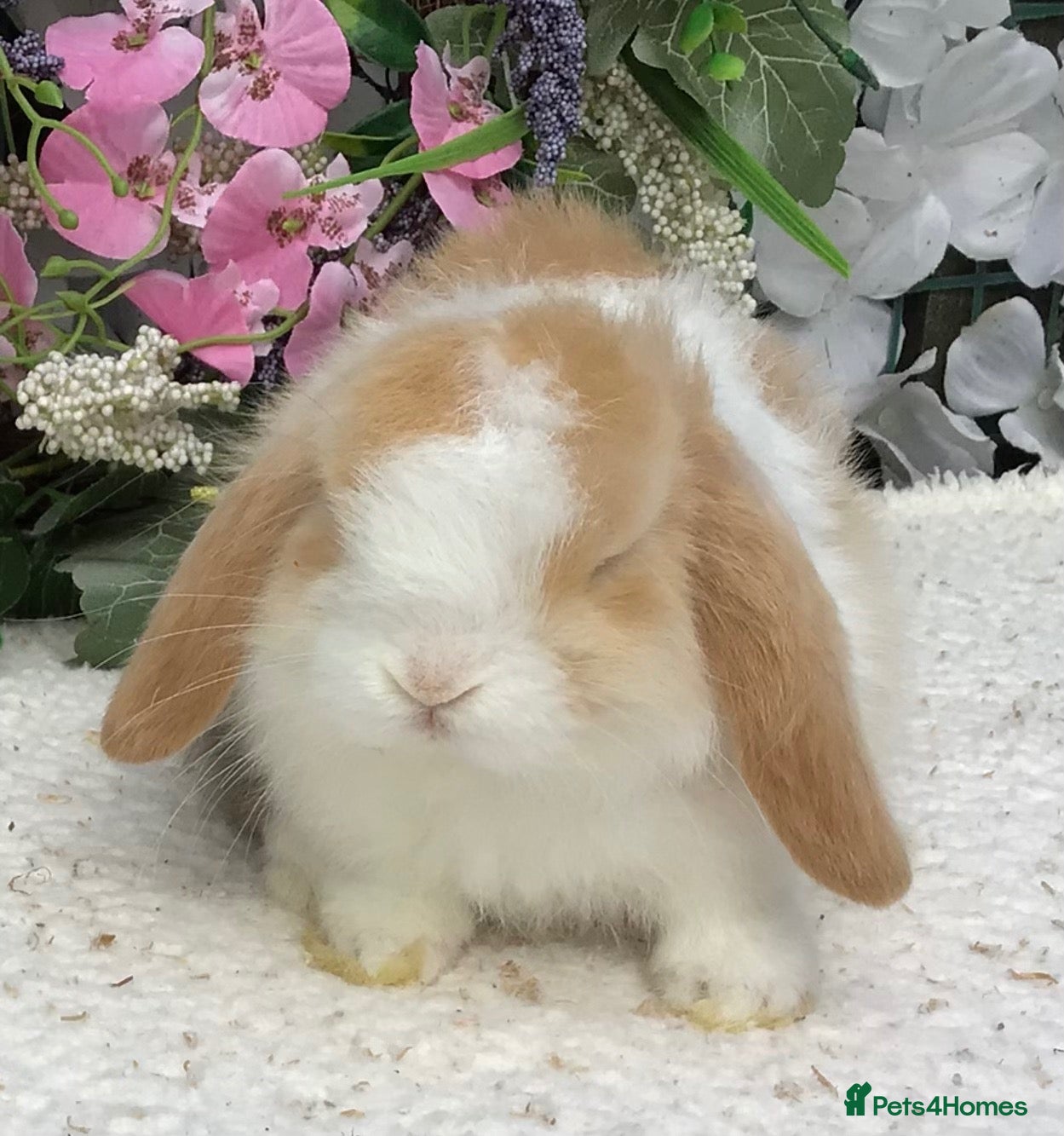 Mini Lop rabbits Mini lop buck - Advert 1