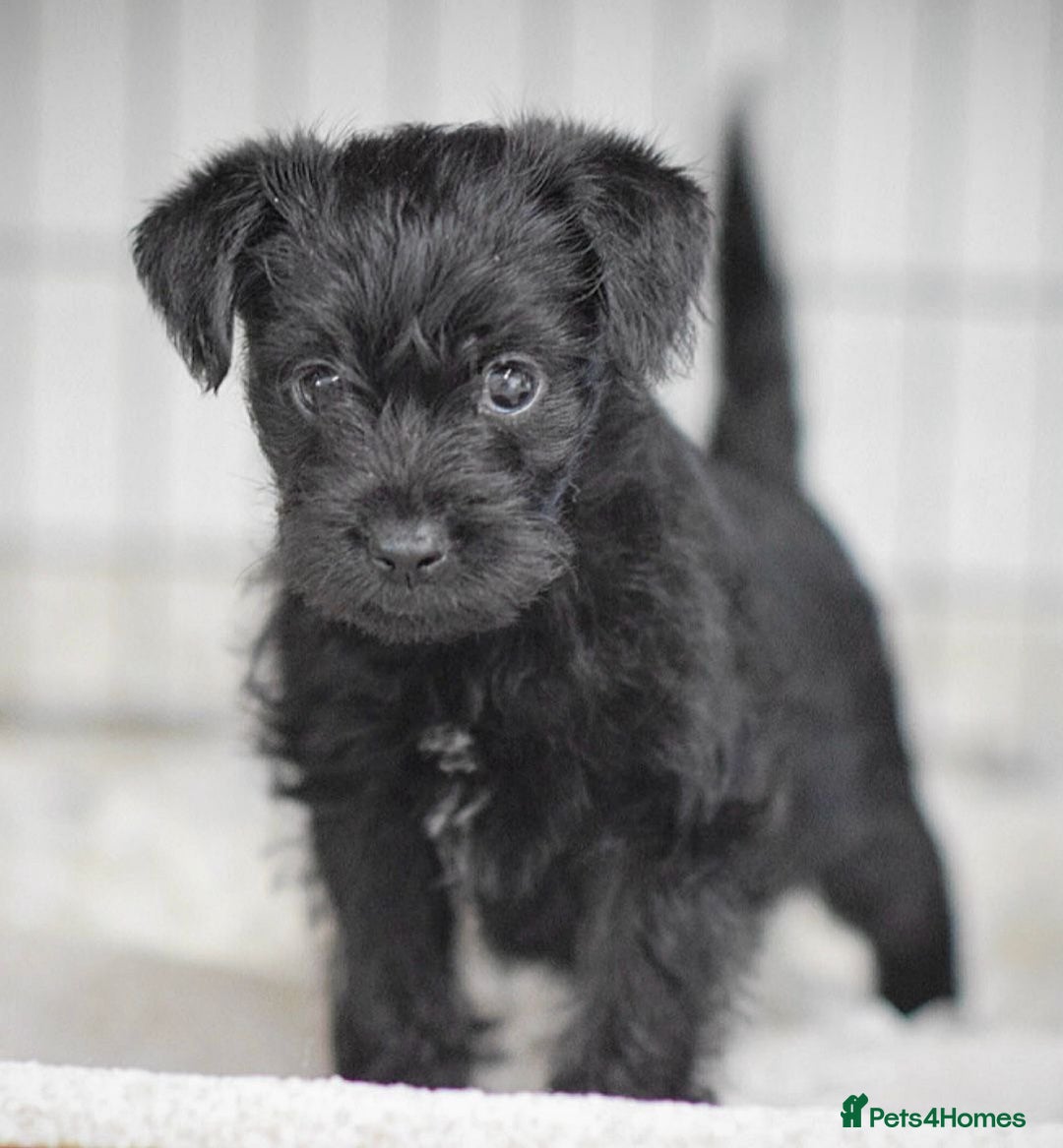 Mixed Breed dogs for sale: Council approved 5⭐️Rated Licensed Registered  - Advert 3