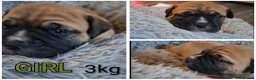Mixed Breed dogs for sale: Muscle mastiff puppies  in Galashiels - Advert 6