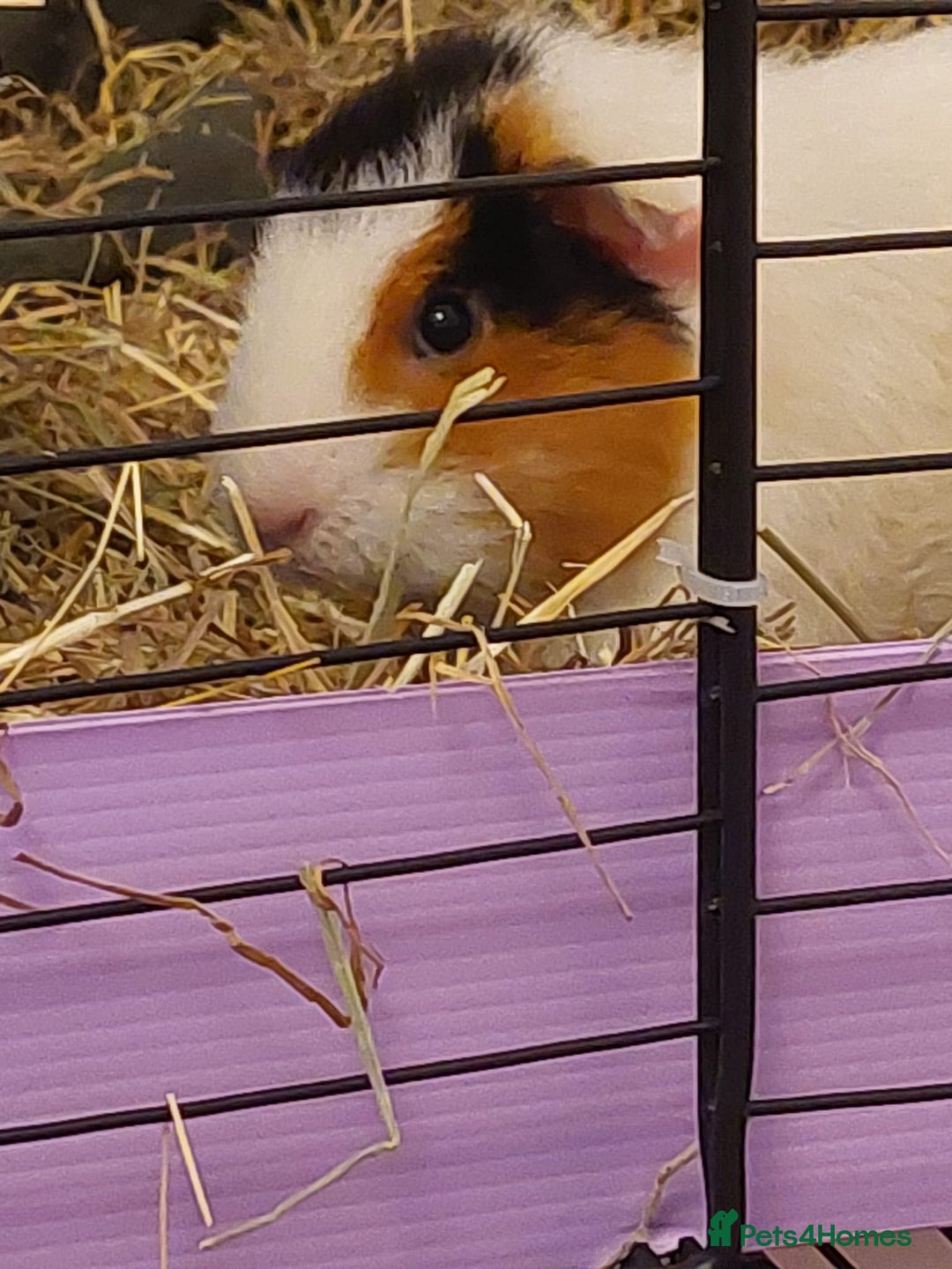 Guinea Pig rodents for sale: 4 Female guinea pigs for rehoming - Advert 6