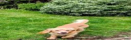 Cocker Spaniel dogs for sale: KC registered cocker spaniel - Advert 5
