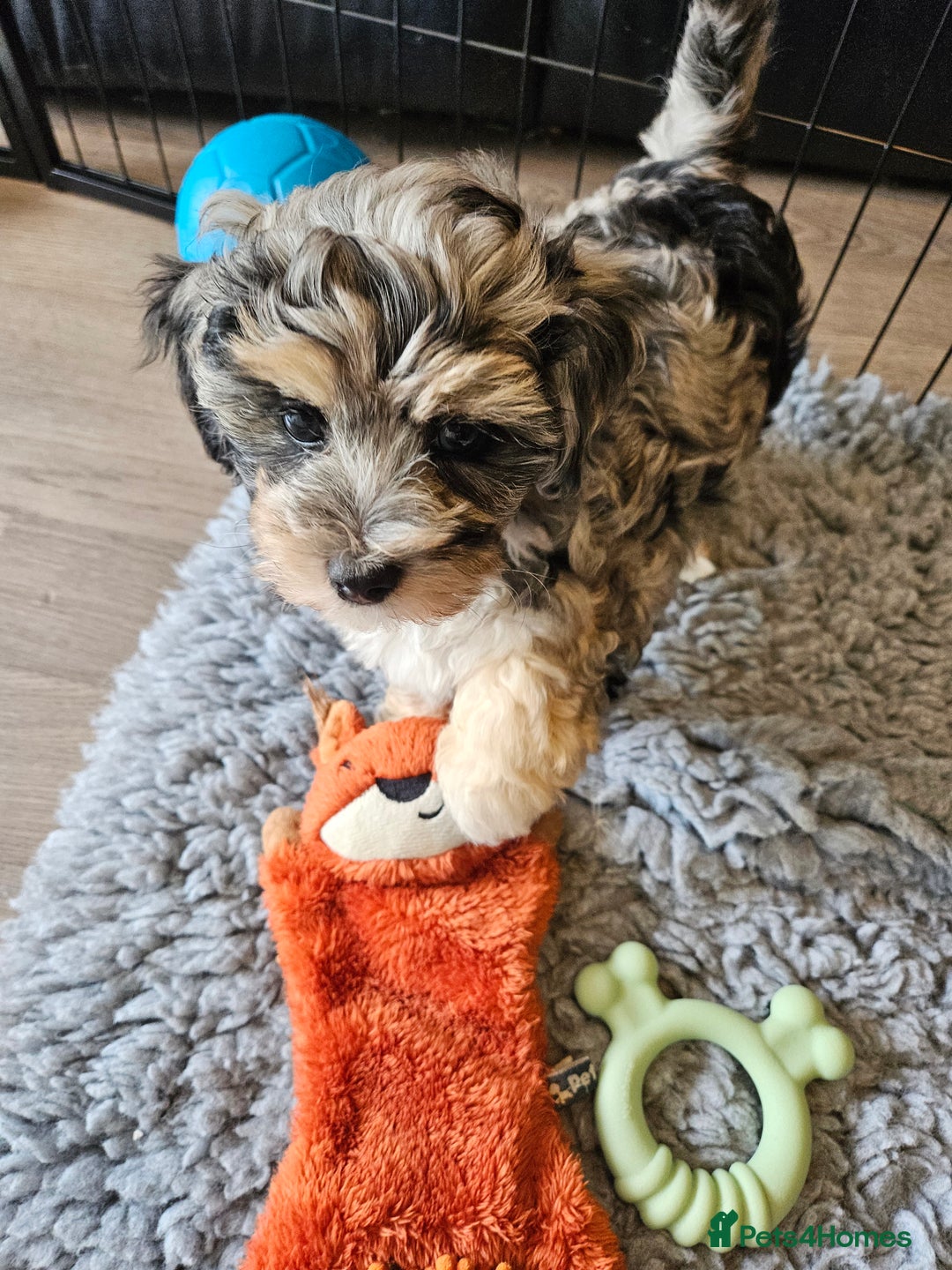 Maltipoo dogs for sale: Beautiful F1 Merle Maltipoo boy - Image 1