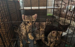 Mixed Breed cats for sale: Bengal cross kittens - Image 3