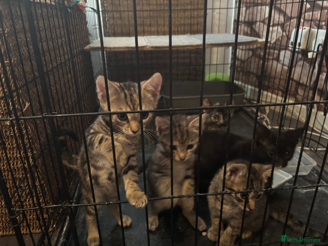 Mixed Breed cats for sale: Bengal cross kittens - Image 3