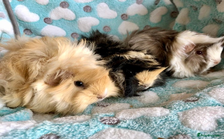 Guinea Pig rodents - Advert 16