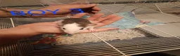 Rat rodents for sale: Male and female baby dumbo rats  - Advert 3