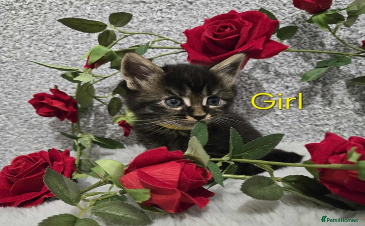 Maine Coon cats - Advert 6