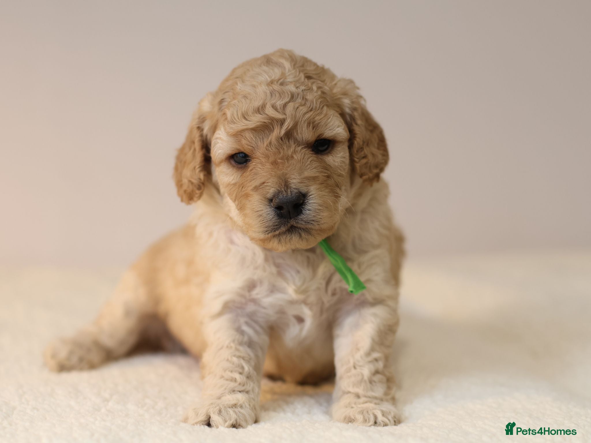 Cavapoo dogs 5*Licensed+DNAtested+Vetchecked+Red+Apricot+Cream - Advert 2