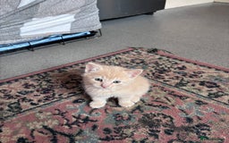 Turkish Angora cats for sale: Pedigree Turkish angora x bengal  - Image 3