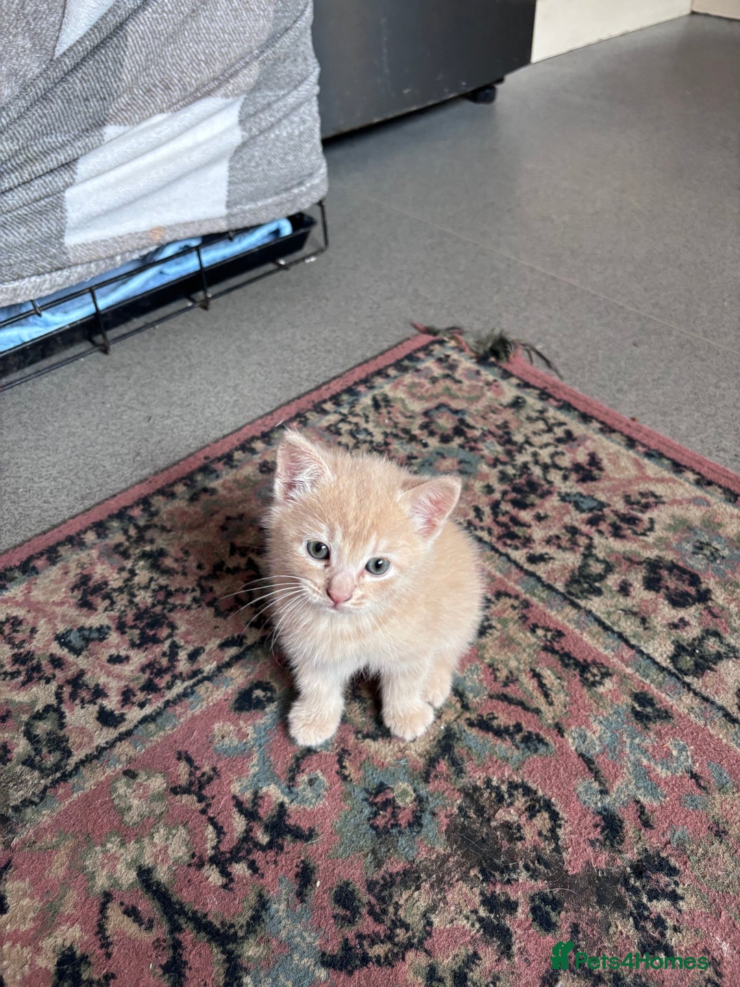 Turkish Angora cats for sale: Pedigree Turkish angora x bengal  - Image 3