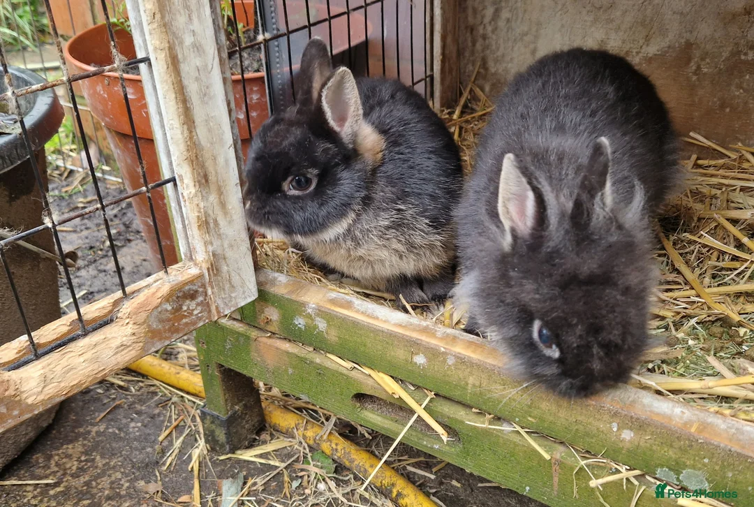 Mixed Breed rabbits for sale: Small, cute, soft, friendly bonded bunny brothers  - Advert 16