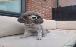 Toy Poodle dogs for sale: Female toy poodle silver  - Image 10