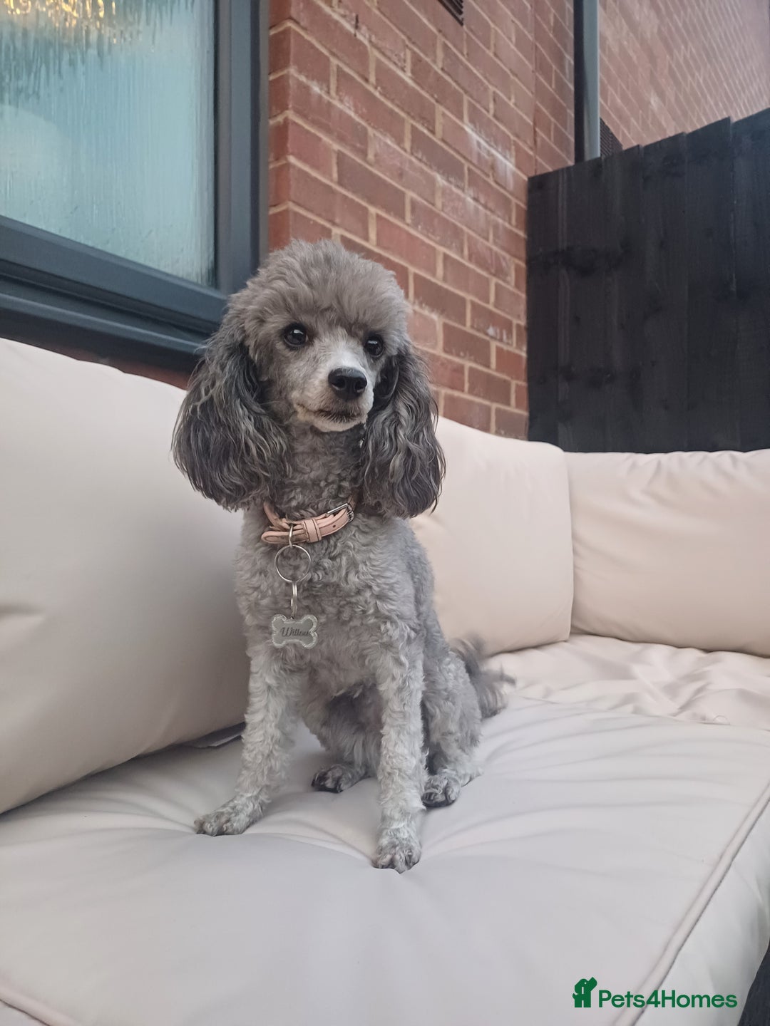 Toy Poodle dogs for sale: Female toy poodle silver  - Image 10