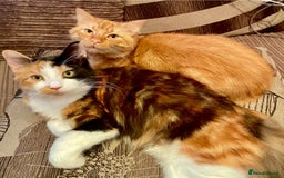 Mixed Breed cats for sale: 5 🩷beautiful kittens looking for a lovely home🩷 - Image 7