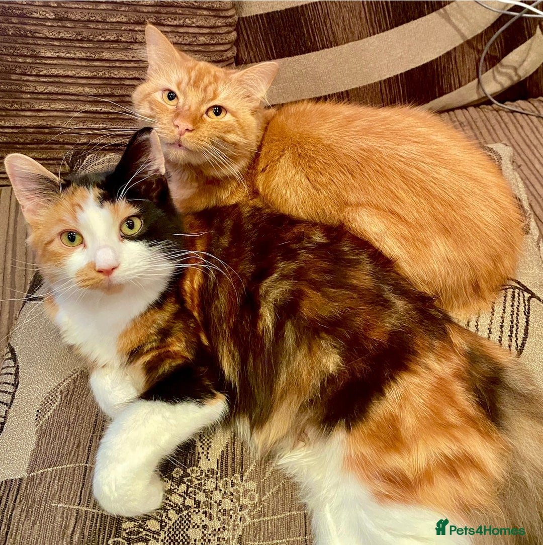 Mixed Breed cats for sale: 5 🩷beautiful kittens looking for a lovely home🩷 - Image 7