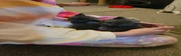 Russian Blue cats for sale: Pair of Beautiful Russian Blue Kittens - Advert 11