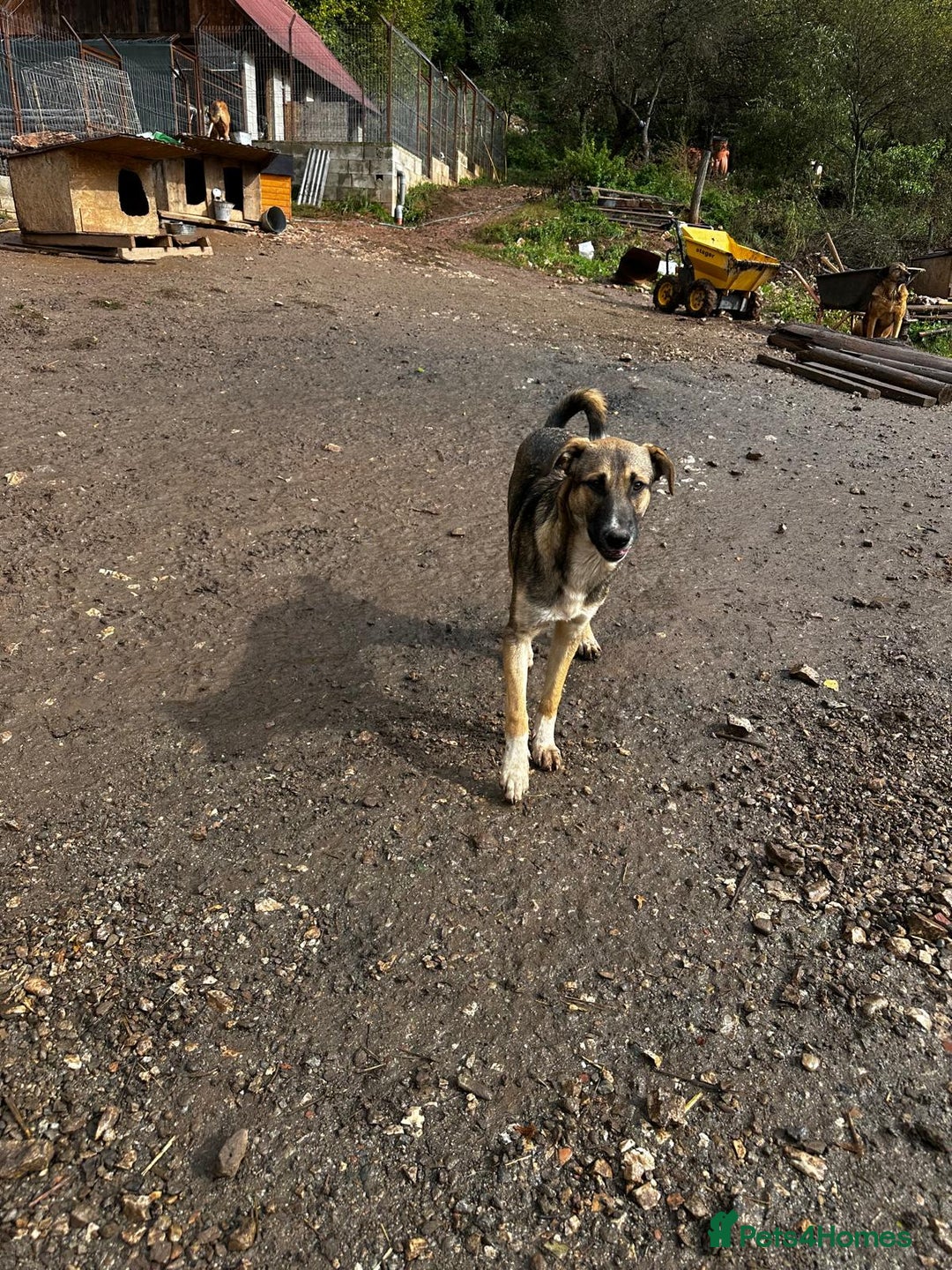 Mixed Breed dogs for adoption: Mac is looking for a family with another dog! - Advert 6