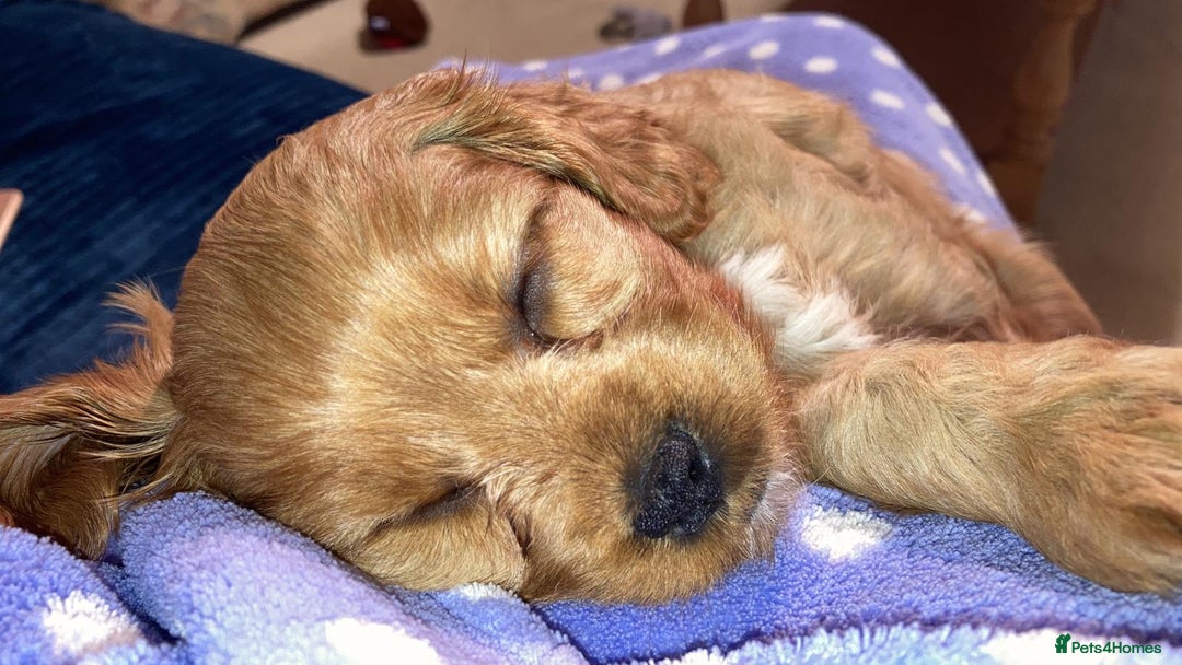 Toy Poodle dogs for stud: KC reg health tested toy poodle studs in Exeter - Advert 26