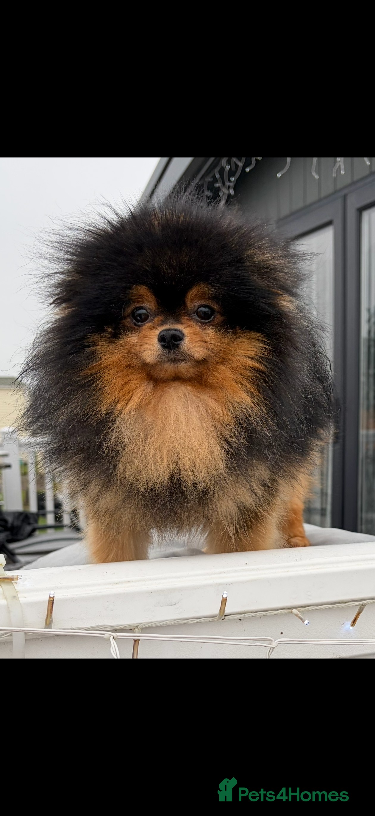 Pomeranian dogs Pomeranian for stud - Advert 1