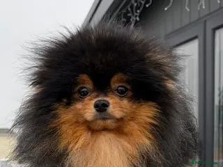 Pomeranian dogs Pomeranian for stud - Advert 1