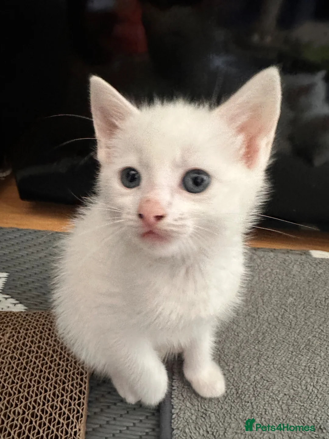 Mixed Breed cats for sale: Ready for loving home  in Boston - Advert 21