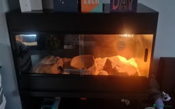 Corn Snake reptiles for sale: X2 Corn Snakes - Free to good home  - Image 2