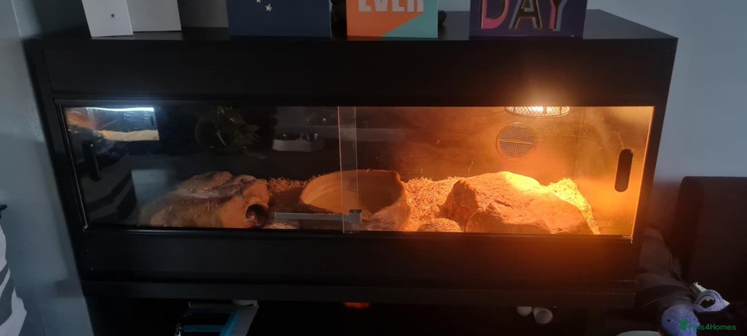 Corn Snake reptiles for sale: X2 Corn Snakes - Free to good home  - Image 2