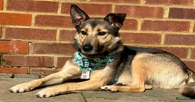 German Shepherd dogs - Advert 10