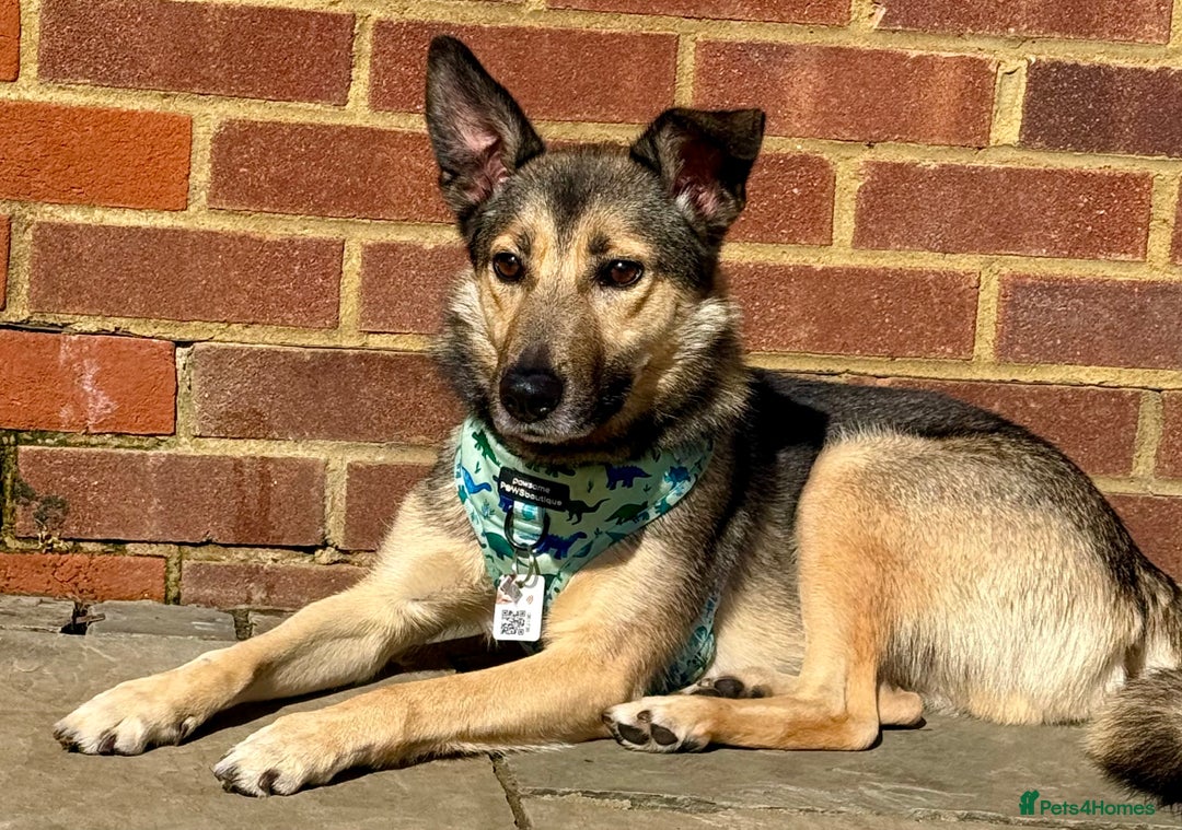 German Shepherd dogs for adoption: Wallie: Saved in the Final Moments - Image 2