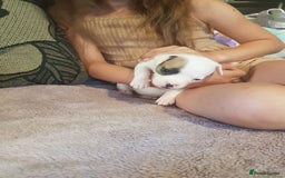 Mixed Breed dogs for sale: Frenchie X staffy - Image 28