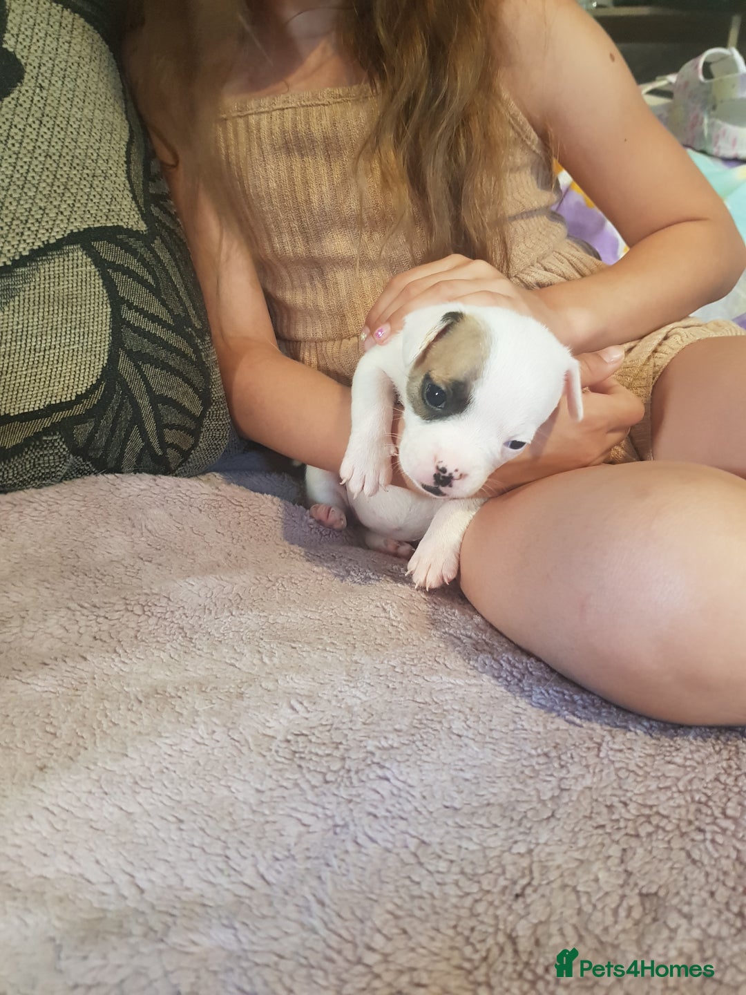 Mixed Breed dogs for sale: Frenchie X staffy - Image 28