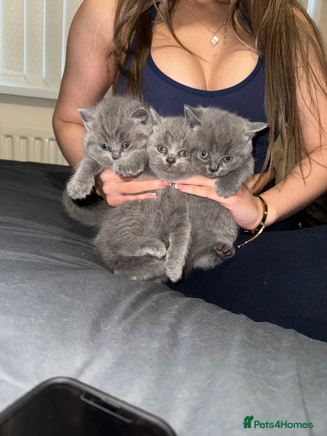 British Shorthair cats for sale: British shorthair lilac and blue - Advert 7